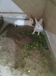 Red Eyes Rabbits Breaded Pair