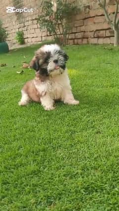 Top Quality Shitzu Female Puppy For Sale