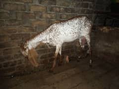 Argent sale Breeder bakra rajanpuri makhi cheeni bital /Bakri