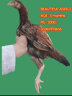 Aseel|Heera!Sindhi|Mianwali