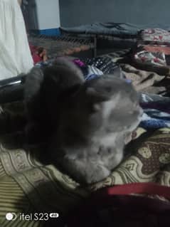 Persian cat double core