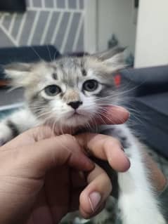 Kitten|Triple cout|beautiful face cat