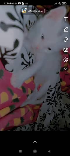 Kittens for sale