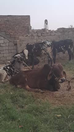 janwaron ki Daikh bhal ky liay mulazim