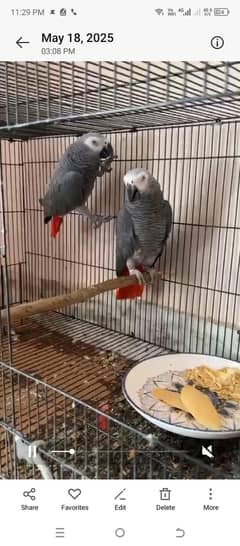 Congo
