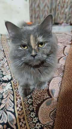 Breading female cat
