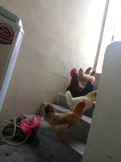 Desi murgyian egg dy Rahi hai