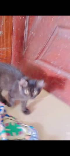 3 kittens ginger brown white and pure black available for sale