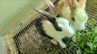 Rabbits Pair Healthy And Active Ghar Ky Paly Huwy