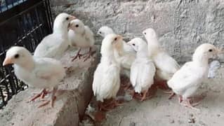 Noori Heera aseel chicks