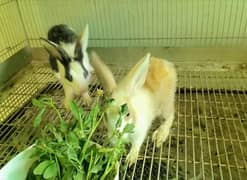 Rabbits Pair Healthy And Active Ghar Ky Paly Huwy
