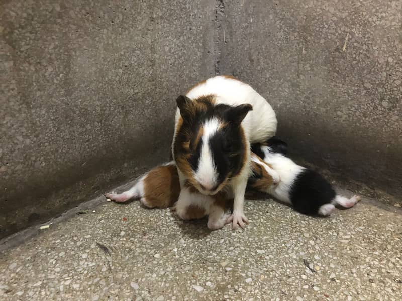 Guinea Pigs Breeder 2