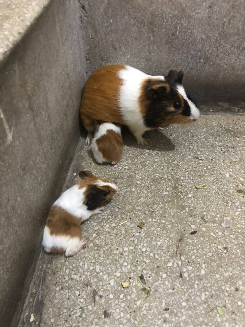 Guinea Pigs Breeder 3