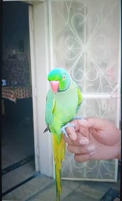 hand