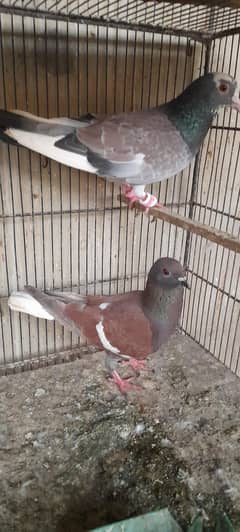 subz party breeder pair and  gola pigeon single