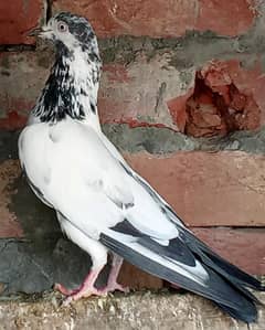 chodri sab Wala tadi03224190149