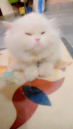 stud male persian for mating