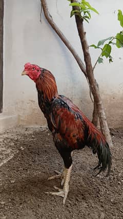 Breeder aseel Lakha