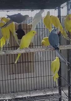 Ringnec chicks