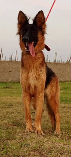 German Shepherd female 8 months for sale