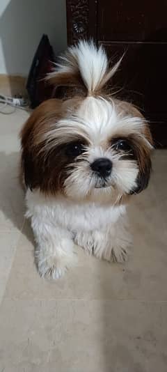 shihtzu