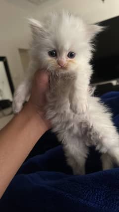 Persian female cat
