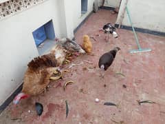 Turkey Set & Chicks