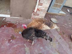 Turkey