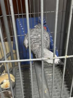 grey parrot