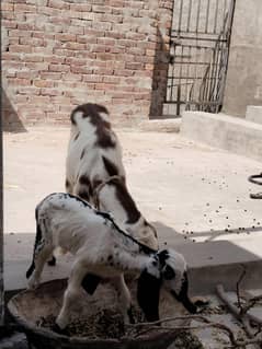 4 teeth goad and  3 month female baby for sale