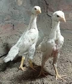 White Shamo Chicks Pure Imported Shamoo Aseel paper white