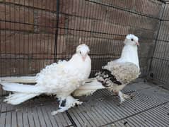 Frill Back breeder pair available