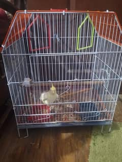 Handtame cockatiel Full active with new cage