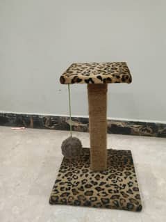 cats