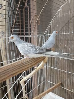 Diamond Dove Pair for sale