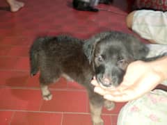 German Shepherd