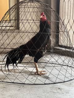 Aseel patha for sale