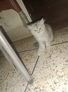 Persian cat