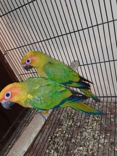 Sun Conure Hand Tame