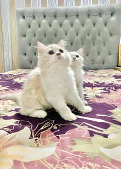 Persian kittens