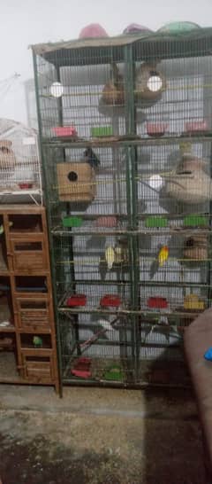 all breeder  birds with cage