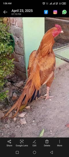 beautiful peela