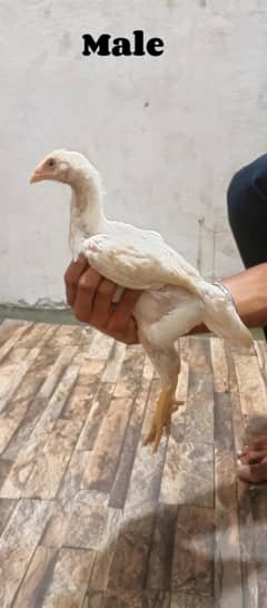 || White Shamoo Chicks pair ||