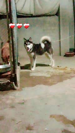 Siberian husky