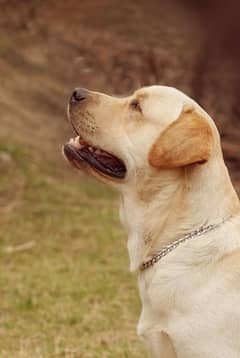 Labrador