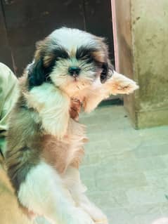 Shih tzu Dog