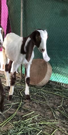 Goat kids brown22 white 20