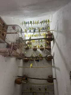 Australian parrots