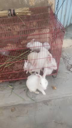 newzeeland Red eyes 9 rebit for sale in just 5000
