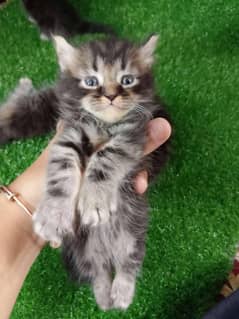 punch face triple coated Persian kitten in black and grey for sale